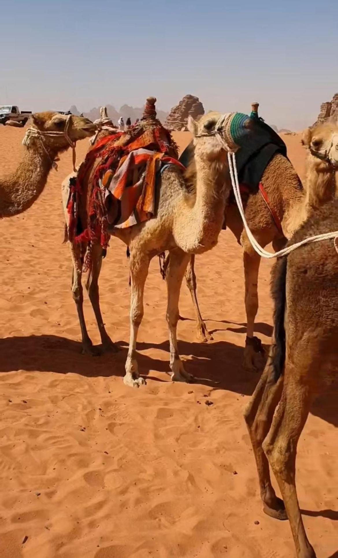 Mozoon Camp Hotel Wadi Rum Exterior photo